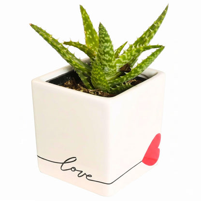 Costa Farms Live Mini Aloe Vera Indoor Plant, Easy Care Succulent in Modern Love Ceramic Planter, 5-Inches Tall, Small Houseplant for Plant Shelf or Desk, Birthday Gift or Room Decor
