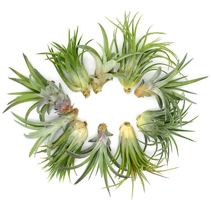 5.75" Puppy Dog Shaped Glass Terrarium Kit with Live Tillandsia Air Plant and Bright Colored Reindeer Moss (Pink)