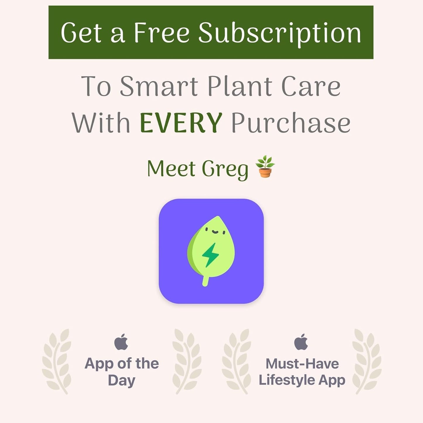 American Plant Exchange Spider Plant – Live Indoor Hanging Houseplant, 8-Inch Hanging Basket – Air-Purifying Chlorophytum Plant for Home, Office, and Indoor Décor