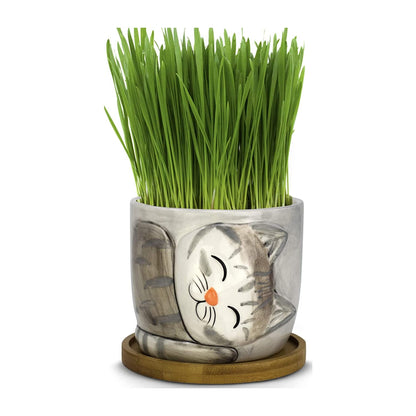Window Garden Animal - Large Kitty Pot (Barney) Purrfect for Indoor Live House Plants, Succulents, Flowers and Herbs, Super for Cat Lovers, Cat