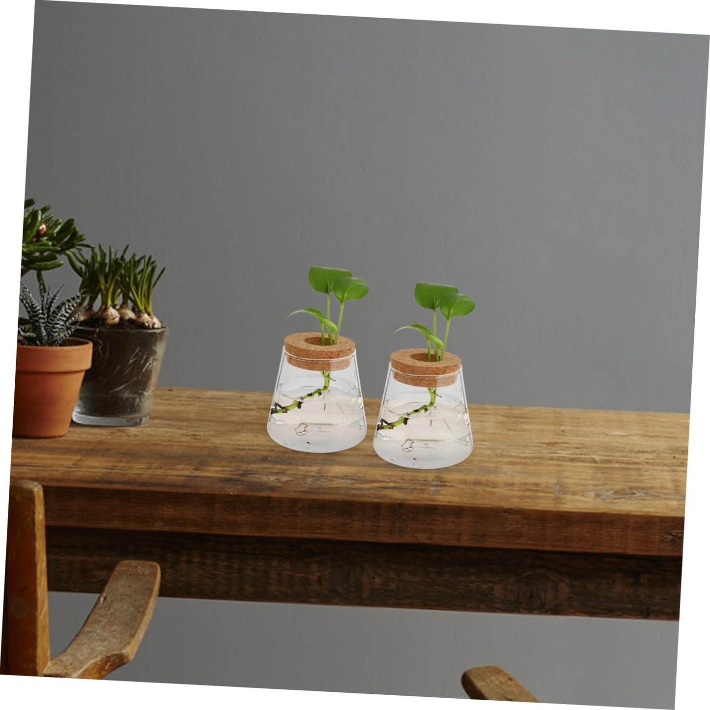 OUNONA 2Pcs Desktop Glass Hydroponic Chic Transparent Vases for Home Decor Stylish Terrarium for Indoor Plants for Office Garden Aesthetics