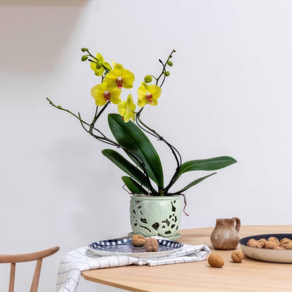 HERDUK Ceramic Orchid Pot, Orchid Pots with Drainage Holes & Saucer 6.5 Inch,Orchid Pot for Repotting Indoor, Orchid Containers with Precise Aeration & Drainage Sky Blue