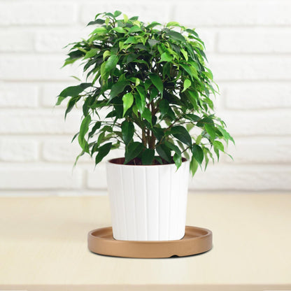 2PCS Gold Ceramic Plant Saucer 6 Inch Round Tray for Succulents, Indoor & Outdoor Plant Flower Pot Drip Tray for Water Drainage