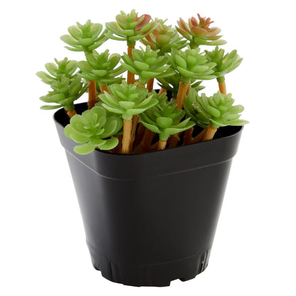 Juvale Square Nursery Pots - Seedling Planters with Drainage Holes - Versatile Pots for Plants & Succulents - Space-Saving Stackable Planters - 2.6 in, Pack of 150, Black
