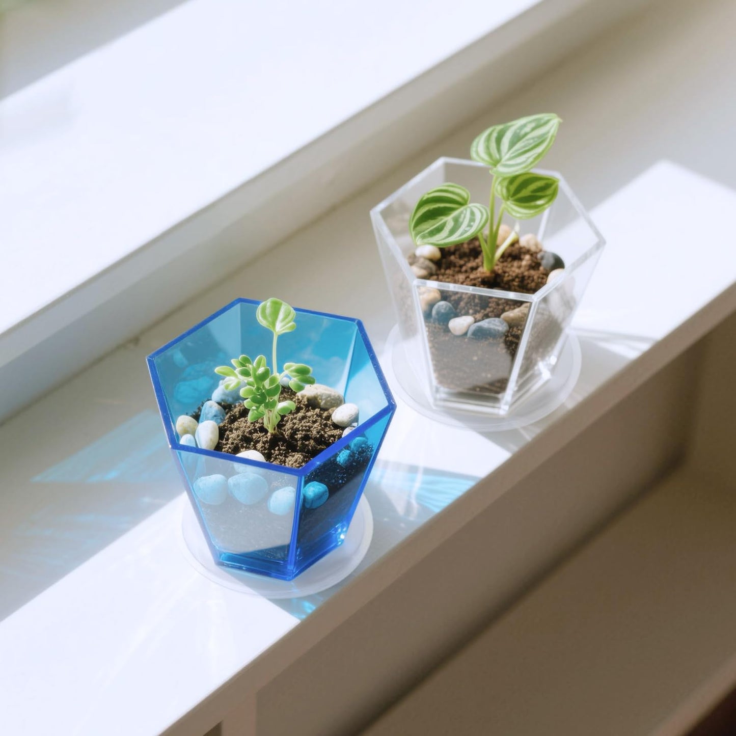HappyDino Clear Plant Pot with Drainage Acrylic 6 inch Plant Pot Small Indoor Planter Box Outdoor with Saucer for Succulent, Decorative and Sturdy