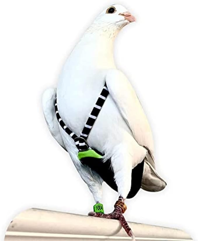 FLYPER Adjustable Mini Bird Diaper | Reusable, Washable Cloth | Comfort Fit for Parrots, Cockatiels, and Other Small Birds | Fashionable Avian Accessories Butterfly, Candy Stripe, Mini Size 14