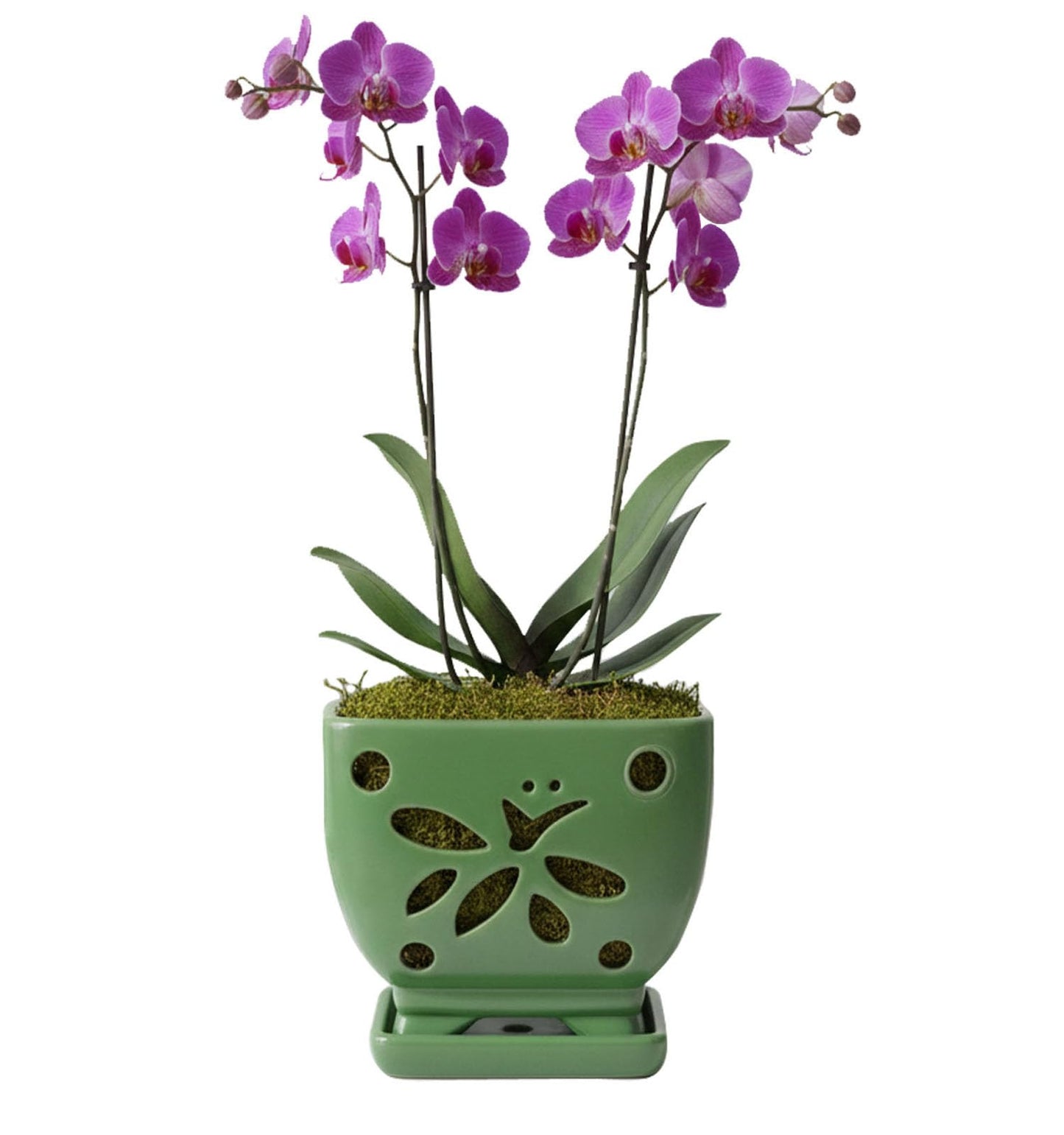 Grdthzey Orchid Pots with Holes Square Ceramic Orchid Planter Pots 5.5 inch (Green)