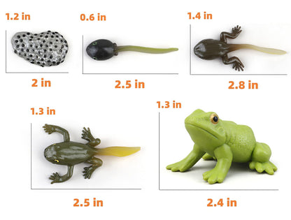 MIKNEKE Montessori Frog Life Cycle with Flash Cards, Plastic Insects Tadpole to Frog Kit Toy, Realistic Animal Figurines