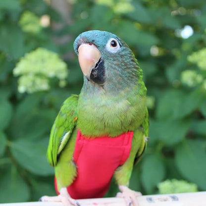 Avian Fashions FeatherWear FlightSuit Medium(5) Bird Diaper in Red