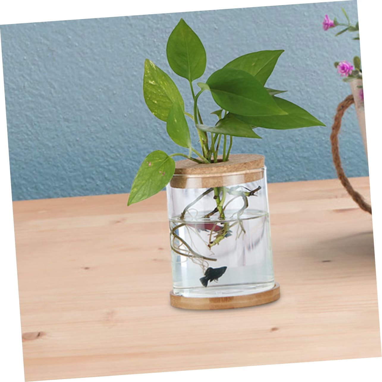 Cabilock 6Pcs Cork Lids for Hydroponic Vases Sustainable Transparent Glass Stoppers for Terrarium and Plant Propagation for Indoor Home Decor Elegant Micro Landscape Display