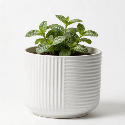 maryeadecoor Ceramic Plant Pots with Drainage Holes 6" - Creamy White Planters for Indoor Outdoor Plants - S(Small-6“)