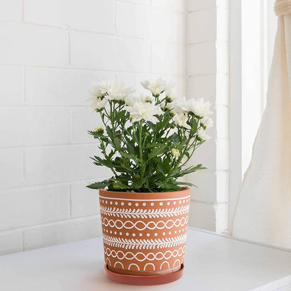 2 Pack Ceramic Plant Saucer Pot Tray 6 Inch Terracotta, Planter Saucers 6 7 8 9 10 11 12 15 Inch, Durable Sturdy Flower Drainage drip Water Tray for Glazed Pots Base (6.4 Inch- Red Terracotta)
