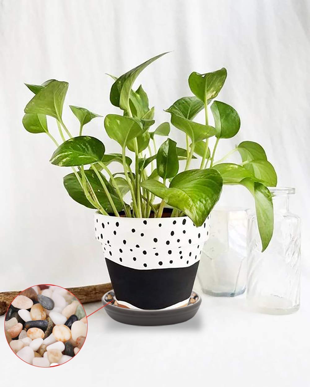 SAROSORA Round Plastic Plant Saucer Drip Tray Set of 6 for Indoor Outdoor Home Garden Flower Plant Container Flower Pot Pallets ((9.4''+10.4"+12'') x2, Dark Grey)