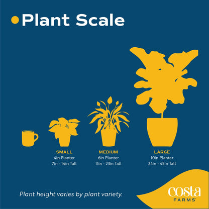 Costa Farms Live Plants (Pack of 6), Easy to Grow Live Indoor Houseplants in 3.8-Inch Plant Pots, Hand-Selected Varieties, Home and Room Decor, 8-10 Inches Tall