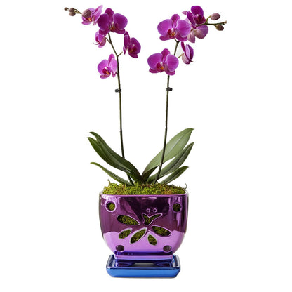 Grdthzey Orchid Pots with Holes Square Ceramic Orchid Planter Pots 5.5 inch (Purple)