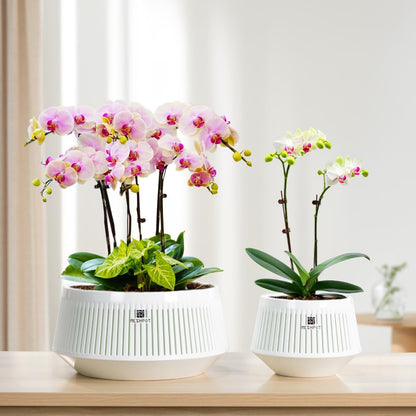 Meshpot 8 inch Orchid Pots with Holes for Repotting,Set of 1,Decorative African Violet Pots with Air-Pruning and Good Air Circulation,Plastic White Orchid Planter with Saucers