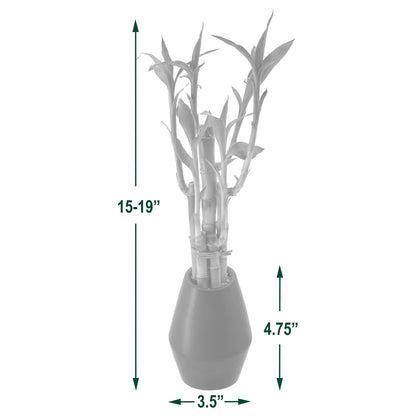 Arcadia Garden Products 5-Stem Lucky Bamboo, Live Indoor Plant in Dimension II Ceramic Planter for Home, Work, or Gift, Black ***Cannot Ship to Hawaii***
