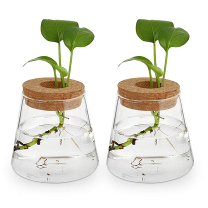 Garneck 2Pcs Desktop Glass Terrarium Transparent Glass Hydroponic Planter Vase Set Micro Landscape Terrarium Container for Home and Office Decor