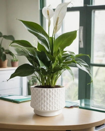 OXART 10/8/6 Ceramic Pots for Plants with Drainage, 3 Piece Large Plant Pot, Planters for Indoor Plants, Home Garden Flower Pot for Cacti, Pothos, Snakes, and Succulents, White