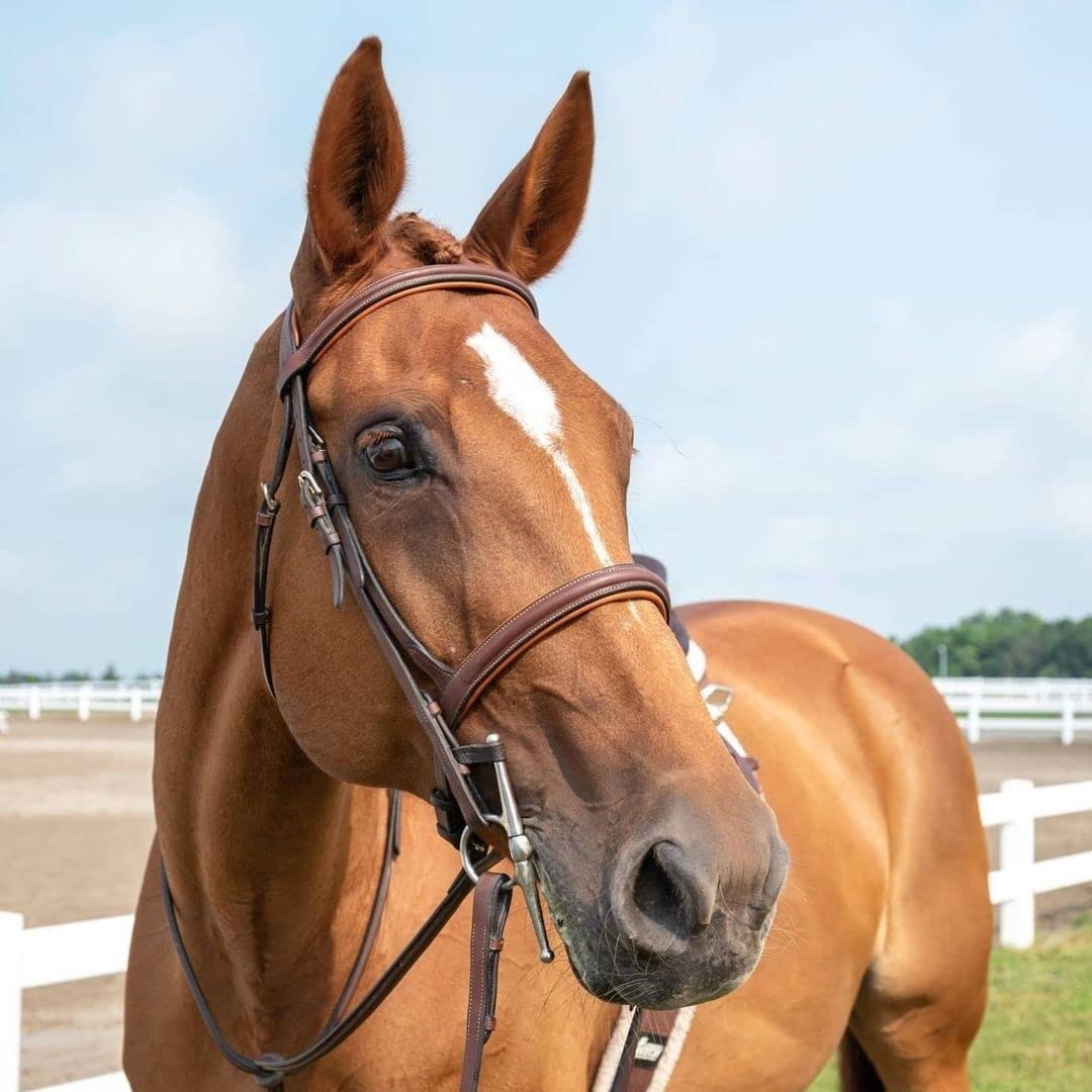 ExionPro English Hunter Jumping Bridle for Horses with Removable Flash Soft Yet Strong Rubber Reins | Royal Hunter Bridle | English Bridle for Horses (Conker, Full)