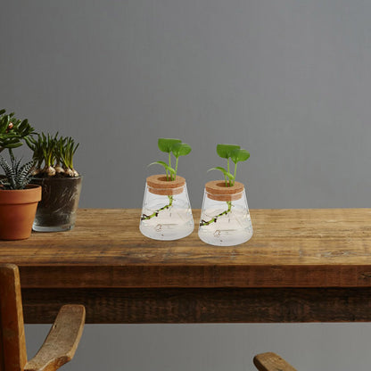 CONGARTENO 2pcs Glass Terrarium Vases for Hydroponics Plants, Small Glass Containers with 6.5cm Opening, Desktop Plant Holders for Office and Home Gardening