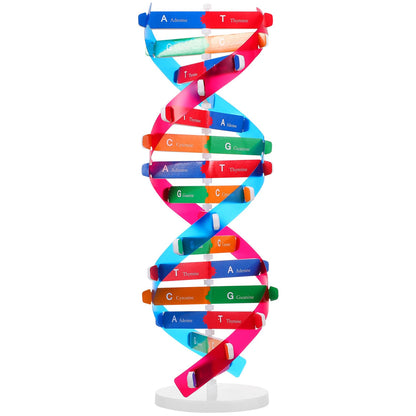 NUOBESTY Educational DNA Double Helix Model Kit for Kids Interactive Biology Science Toy for Hands-on Learning 14.56 Inch DNA Structure Teaching Aid for Classroom and Home
