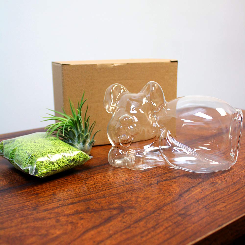 5.75" Puppy Dog Shaped Glass Terrarium Kit with Live Tillandsia Air Plant and Bright Colored Reindeer Moss (Light Green)