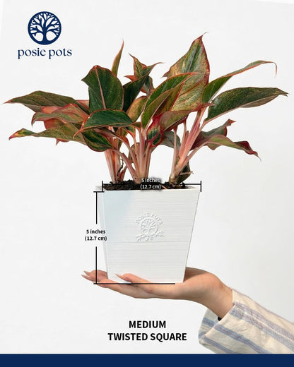 POSIE3DPRINTS Posie Pot Medium Twisted Square - Self Watering Planter 5x5 Inch - Indoor Plant Pot with 30 Day Reservoir - 3D Printed Bioplastic - No Guilt Plant Care - Made in USA, White