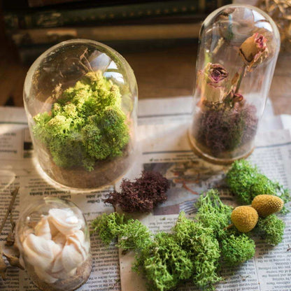 FLAMEER 10Pieces 8x12cm Clear Glass Dome Cover Cloche Bell Jar Succulent Terrariums w/Wooden Cork Base Home Study Room Decor
