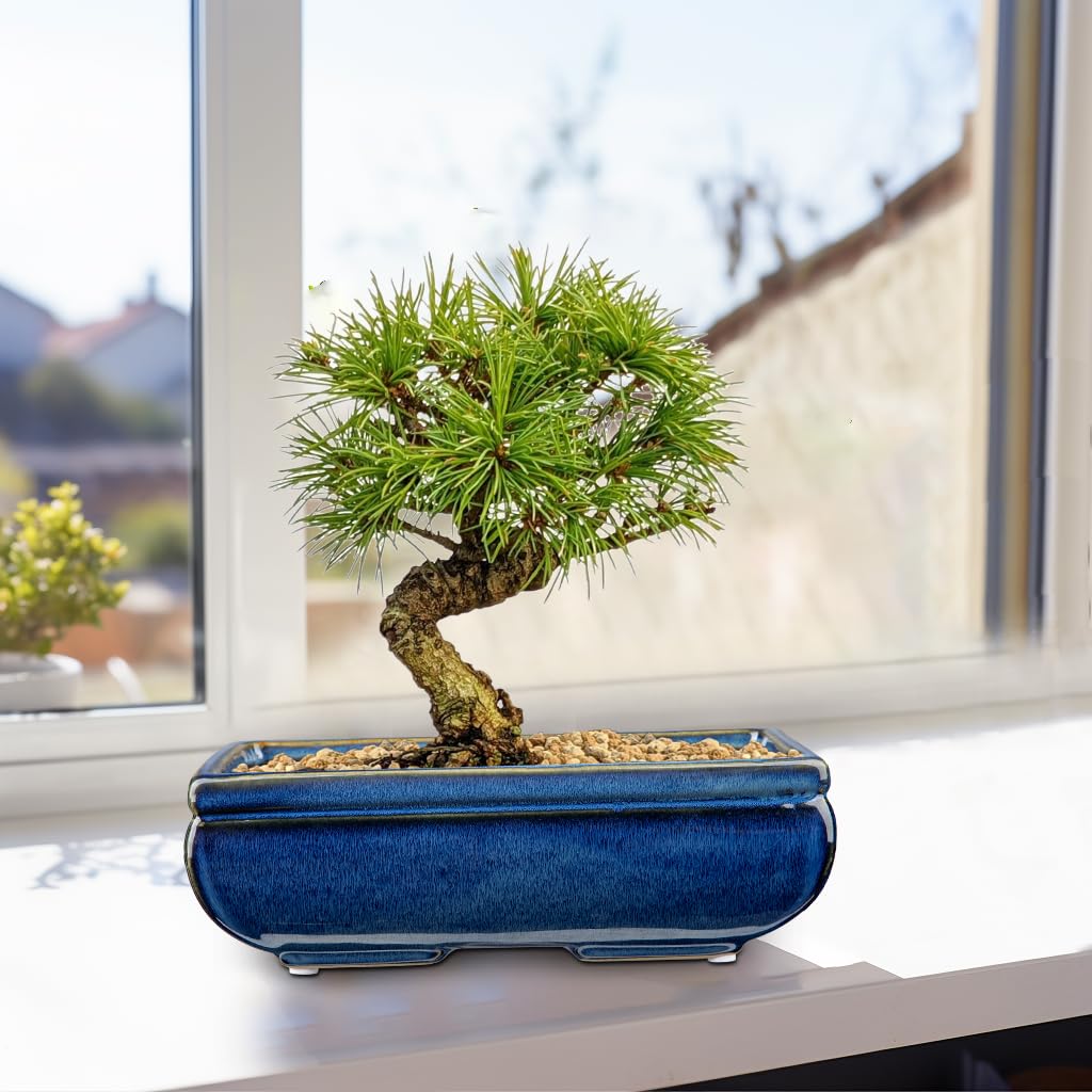 Villa Como Succulent Planters Bonsai Pots for Live Bonsaii Trees Set of 2, 8.7" Large Ceramic Shallow Pot for Succulents Indoor with Drainage Hole, Outdoor Cactus Plant Bonsai Pots, Ceramic Flower Pot