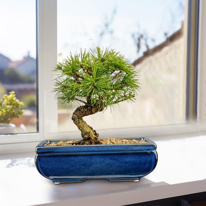 Villa Como Succulent Planters Bonsai Pots for Live Bonsaii Trees Set of 2, 8.7" Large Ceramic Shallow Pot for Succulents Indoor with Drainage Hole, Outdoor Cactus Plant Bonsai Pots, Ceramic Flower Pot