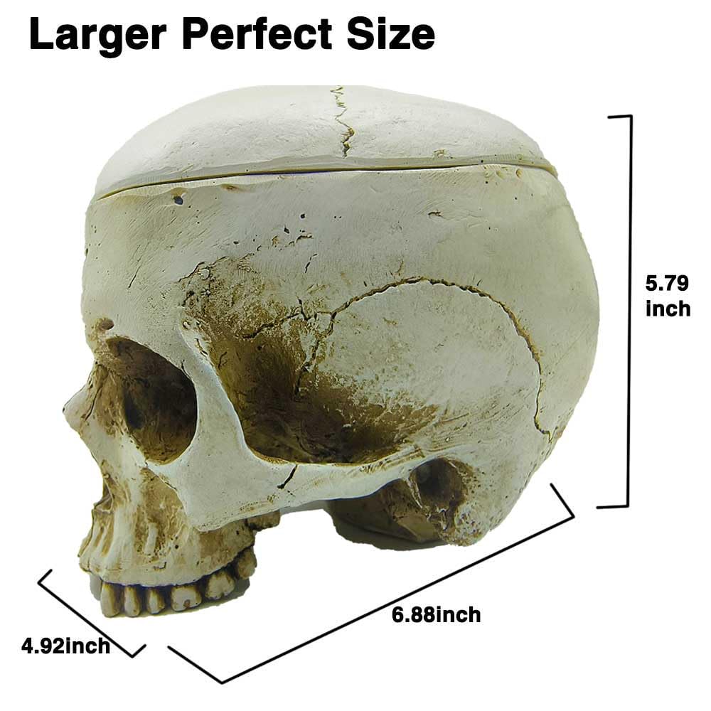 CUZOKOLA Larger 6.9" Human Skull Candy Dish with Lid,Big Skull Candy Jar,Skull Head Decor Statue Resin Mold for Halloween Skull Candy Bowl,Skull Home Decoration,White Skull Skeleton Bowl Sculpture