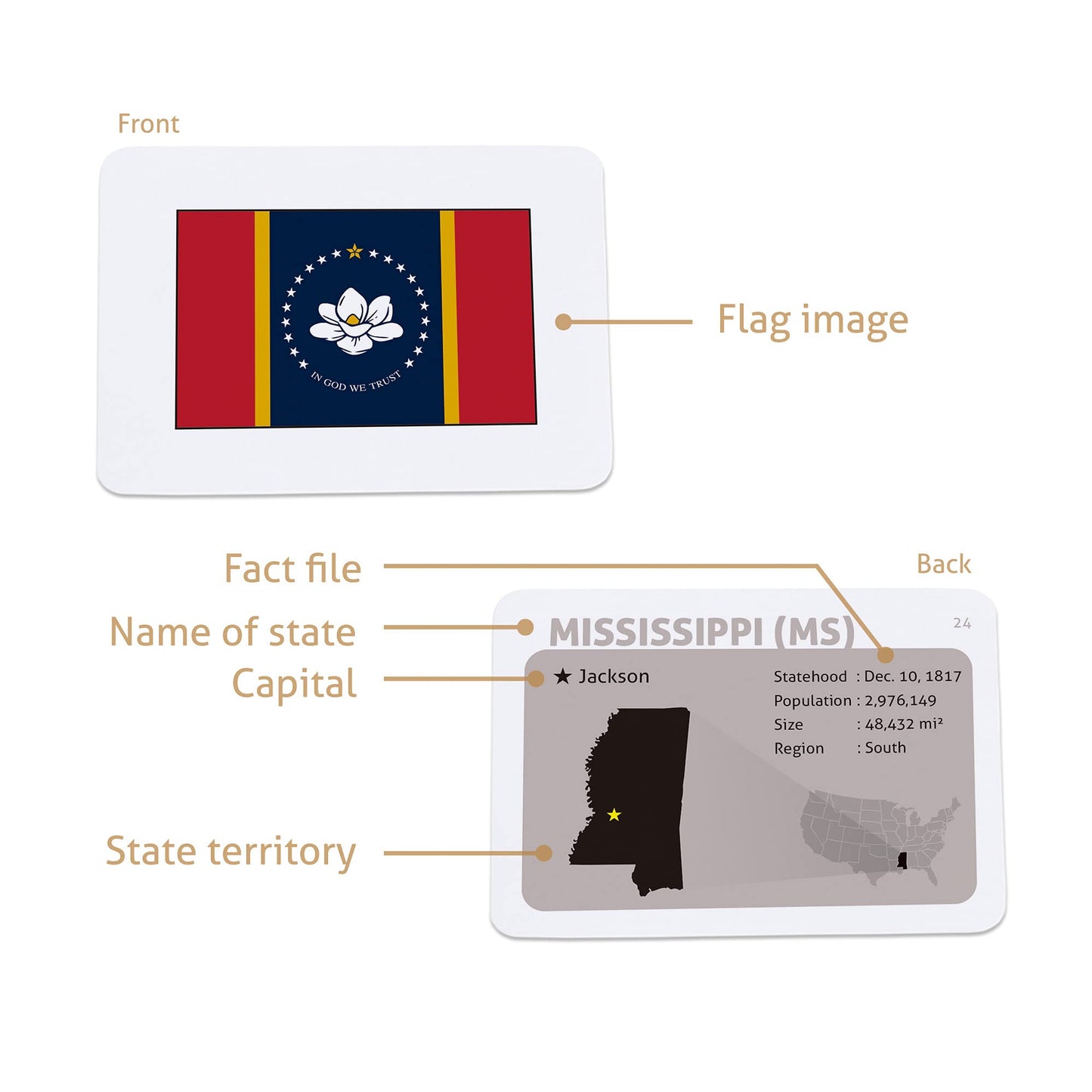 CARDDIA | U.S. State Flags Flashcards | 50 States with Names, Abbreviations, Capitals & Facts | Educational & Durable | Geography Learning Tools for Kids & Adults