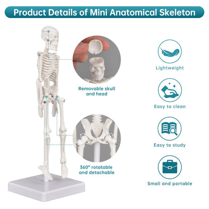 Mini Skeleton Model, 7.8" Small Anatomy Skeleton Figure, Movable Arms and Legs, Human Body Model with Base, Human Bones for Teaching Tool, Decoration