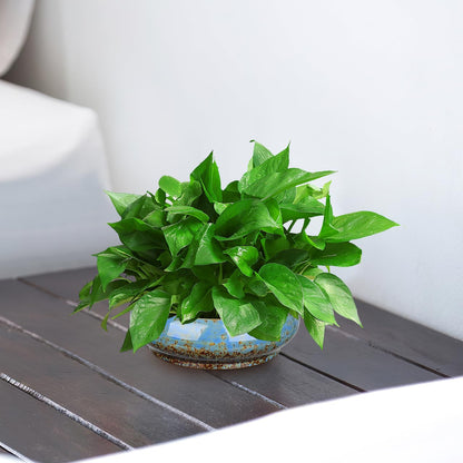 DOITOOL 2Pcs Bonsai Pot Indoor Hydroponic Planters Succulent Round Bowls for Planting in Water Lily Planter Ceramic Hydroponic Plant Pots