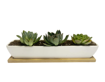 Kipokalor Rectangular Succulent Planter Pot,Two Set of 11.1x2.36x1.77inch Long Rectangular Modern Minimalist White Ceramic with Saucer for Office,Desk,Window. (Bamboo Saucer, Two Set)