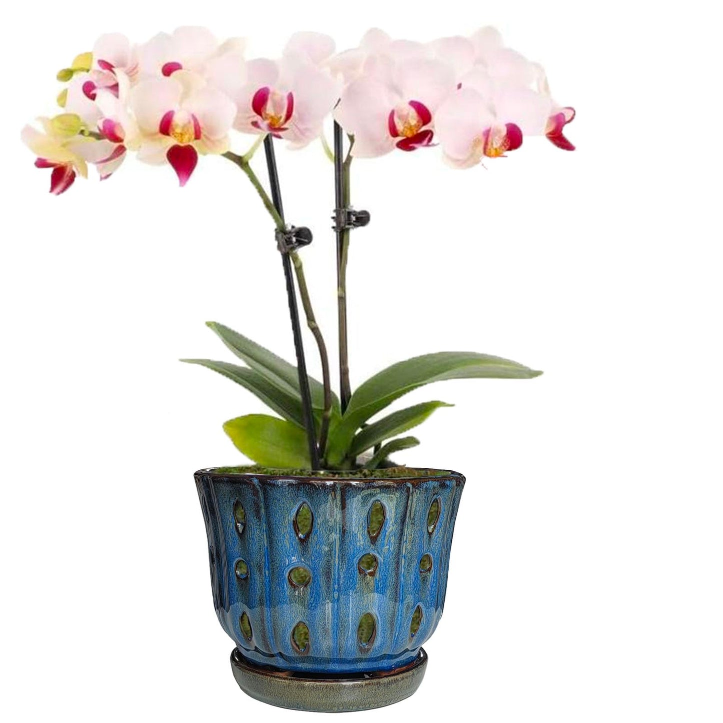Grdthzey 6 inch Round Ceramic Orchid Pot with Holes Orchid Planter (Dark Blue)