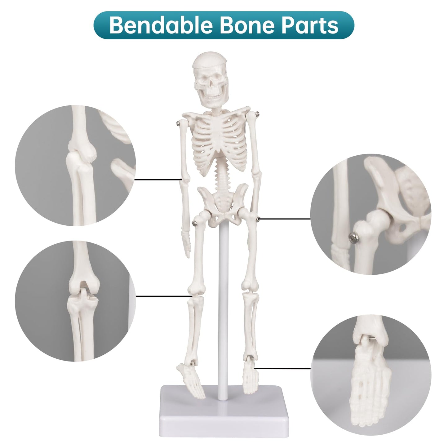 Mini Skeleton Model, 7.8" Small Anatomy Skeleton Figure, Movable Arms and Legs, Human Body Model with Base, Human Bones for Teaching Tool, Decoration