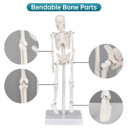 Mini Skeleton Model, 7.8" Small Anatomy Skeleton Figure, Movable Arms and Legs, Human Body Model with Base, Human Bones for Teaching Tool, Decoration