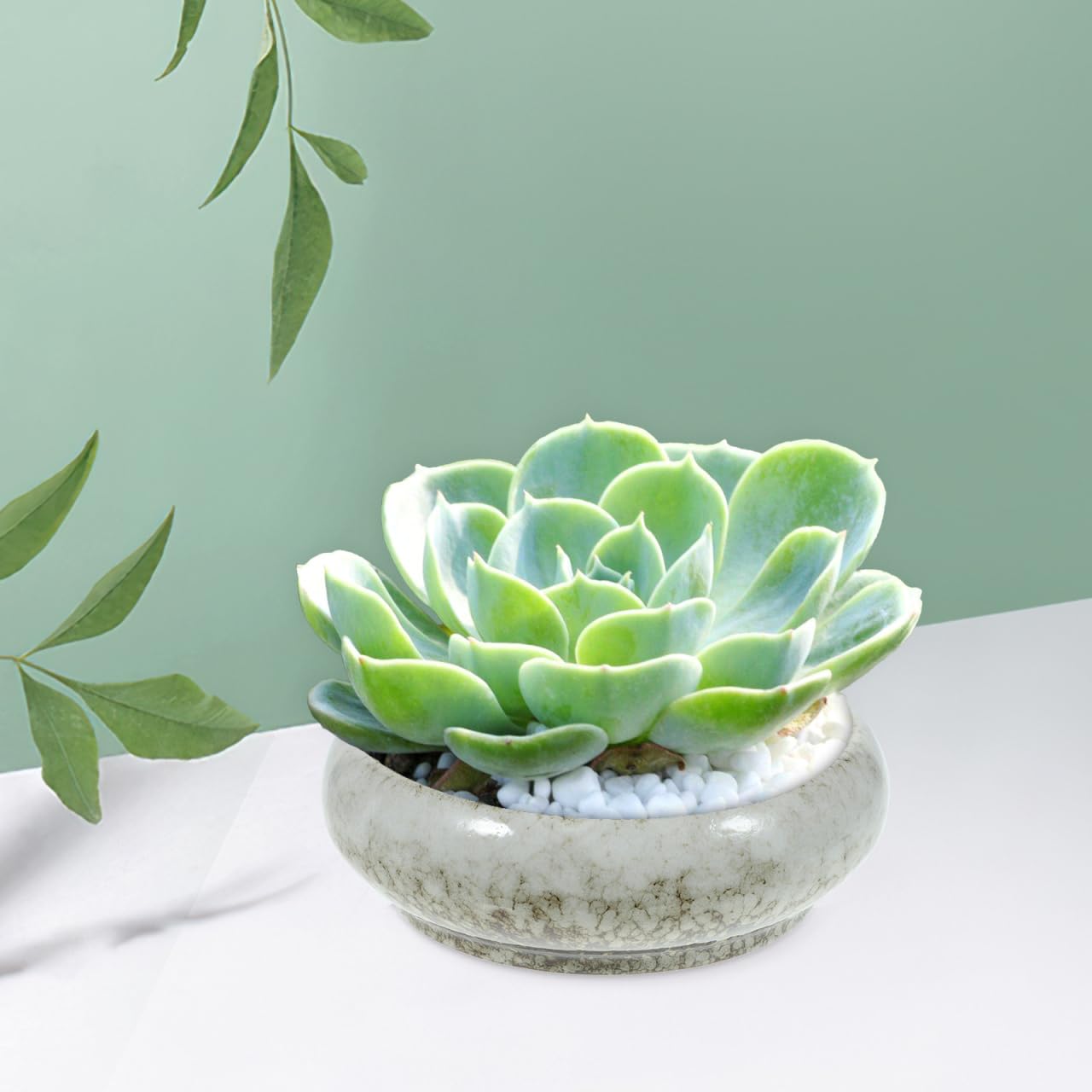 Mipcase Ceramic Water Lily Pot Plant Pot Drainage Clay Bowls for Succulent Plants Random Color