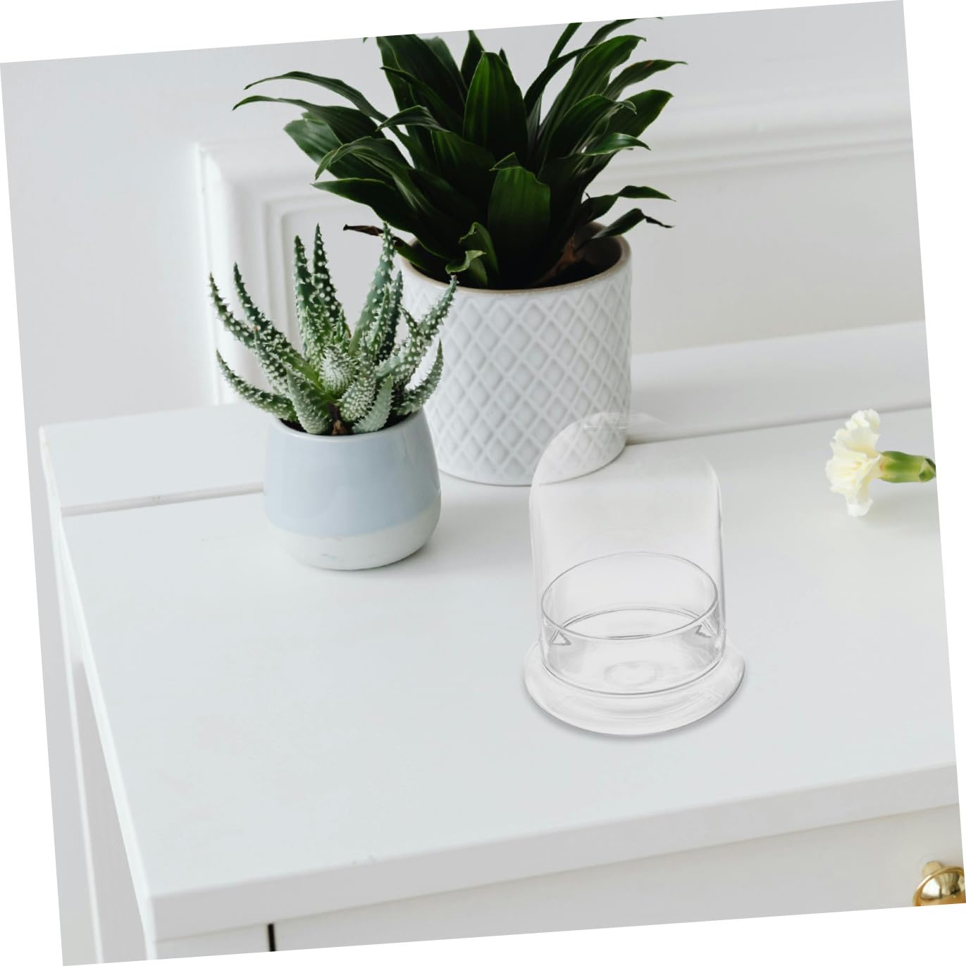 OUNONA Moss Ecosystem Bottle DIY Miniature Terrarium Glass Bottle Decorative Plant Vase for Home and Office Desktop Plant Container