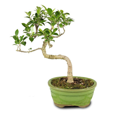 Brussel's Bonsai - Live Golden Gate Ficus Bonsai Tree in Ceramic Bonsai Pot, Indoor Bonsai Plant, 4 Years Old, 5-8 Inches Tall, Easy Care Houseplant for Home or Office (Small, Green)