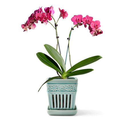 SUADEN Orchid Pots with Holes | 5" Ceramic Orchid Planter with Separate Saucer and Drainage Holes | Crackle Glazed Pottery Small Flower Pot for Repotting Orchids（Blue）
