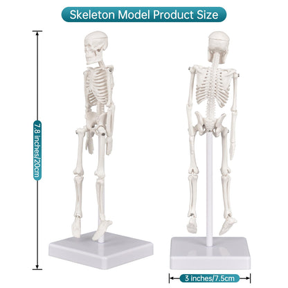 Mini Skeleton Model, 7.8" Small Anatomy Skeleton Figure, Movable Arms and Legs, Human Body Model with Base, Human Bones for Teaching Tool, Decoration