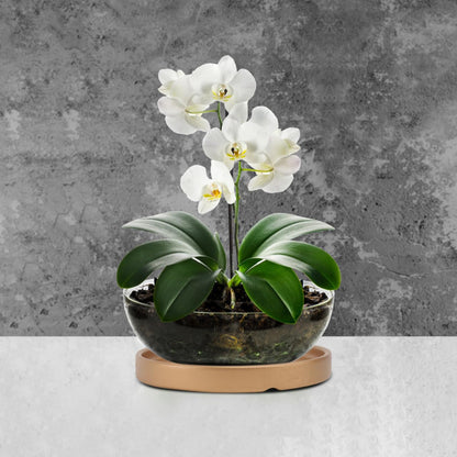 2PCS Gold Ceramic Plant Saucer 6 Inch Round Tray for Succulents, Indoor & Outdoor Plant Flower Pot Drip Tray for Water Drainage