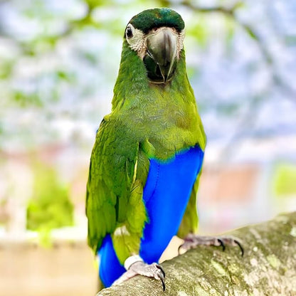 Avian Fashions FeatherWear FlightSuit Medium(5) Bird Diaper in Blue