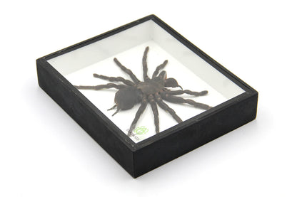 Real Giant Bird Eating Tarantula EURYPEIMA SPINCRUS Spider Taxidermy Transparent Boxed Display (Black Wooden Box)