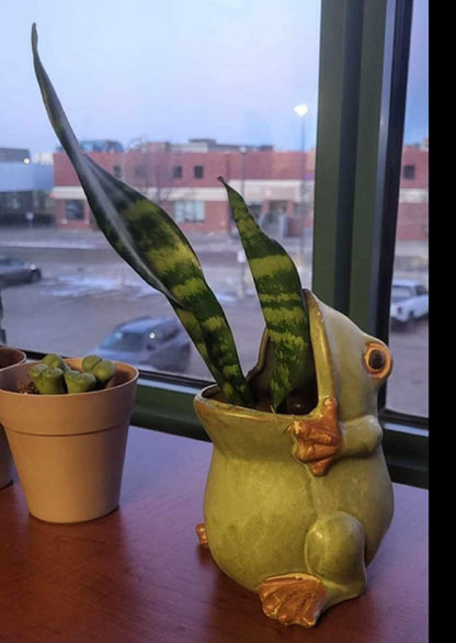 zmgmsmh Ceramic Succulent Plant Pot Cactus Plant Pot Flower Pot Container Planter with Drainage Hole Home Office Desk Garden Gift Idea Animal Shaped Flower Pot Cute Vase Pot (Large Frog)