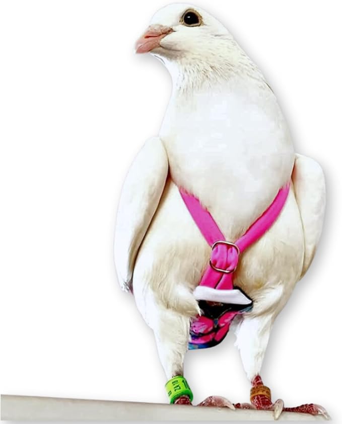 FLYPER FLYPER Adjustable Mini Bird Diaper | Reusable, Washable Cloth | Comfort Fit for Parrots, Cockatiels, and Other Small Birds | Fashionable Avian Accessories Butterfly, Butterfly Bonanza, Size 8