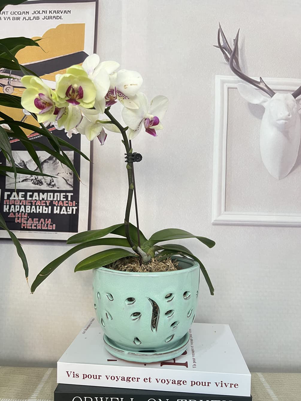 Beitewei Orchid Pots with Holes Round Ceramic Flower Container Succulent Plant Planter Butterfly Pot Saucer Windowsill Contemporary Home Decoration (6 Inch, Light Green)